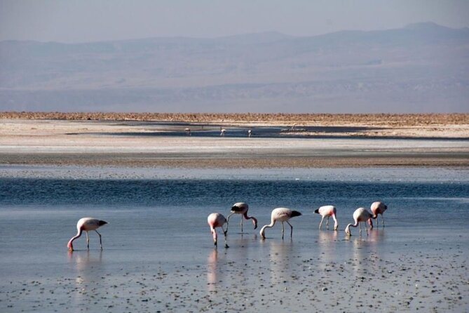 Toconao and Salt Flats in Atacama - Trekking Through the Salt Flats