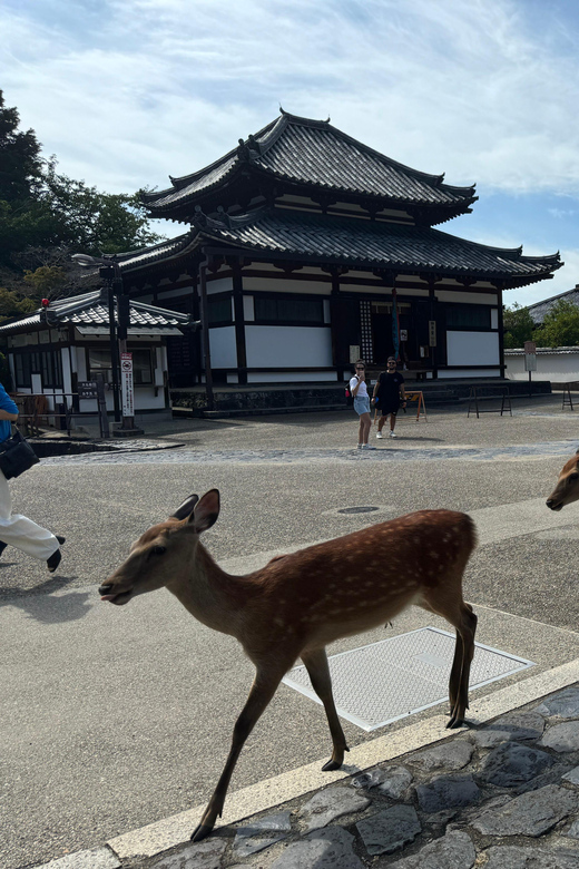 Todai-ji Temple Guided Tour - Highlights and Features