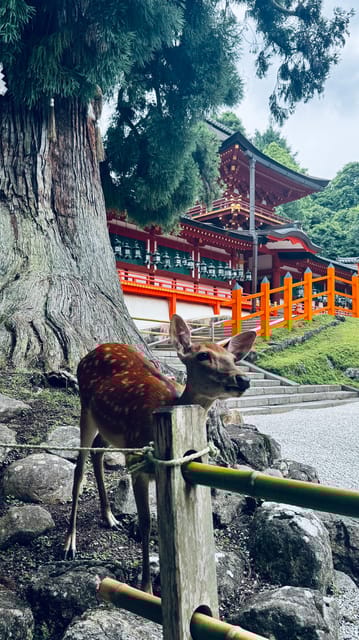 Todaiji Temple, Kasuga Shrine and Nara Park Guided Tour - Key Points