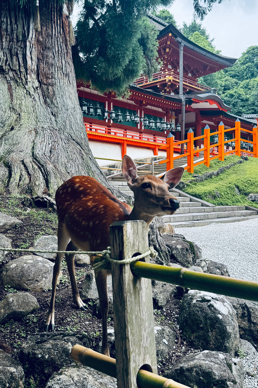 Todaiji Temple, Kasuga Shrine and Nara Park Guided Tour - Getting to Nara Park