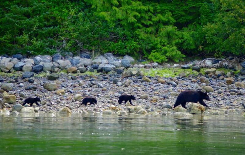 Tofino: Bear Watching Boat Tour with Nature Guide - Key Points