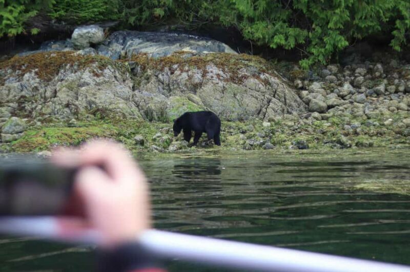 Tofino: Bear Watching Boat Tour with Nature Guide - An In-Depth Look at the Experience