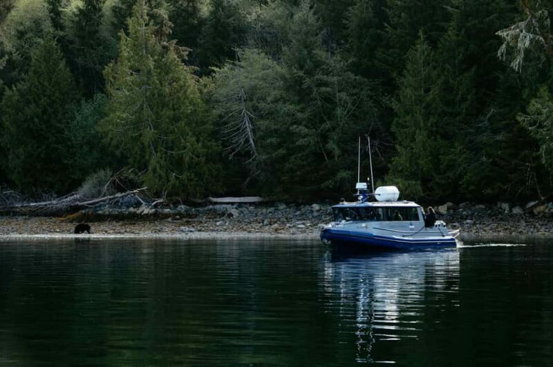Tofino: Bear Watching Boat Tour with Nature Guide - Who Will Love This Tour?