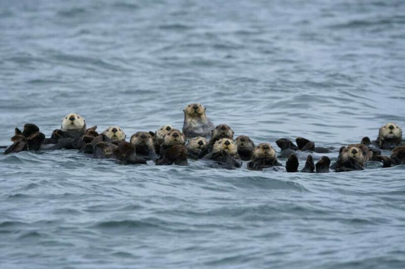 Tofino: Covered Boat Winter Wildlife Watching Tour - The Experience in Detail