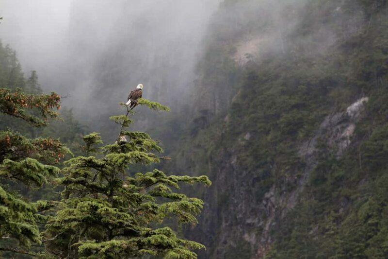 Tofino: Covered Boat Winter Wildlife Watching Tour - Who Will Love This Tour?