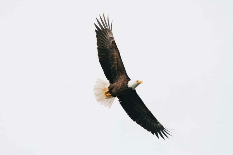 Tofino: Covered Boat Winter Wildlife Watching Tour - FAQ