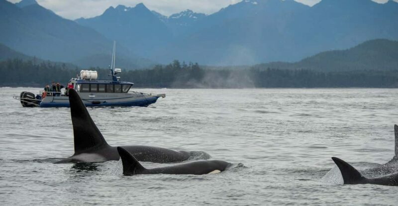 Tofino: Whale Watching Tour with Nature Guide - The Experience in Detail