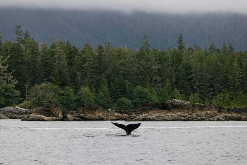 Tofino: Whale Watching Tour with Nature Guide - The Boat Options: Speed and Comfort