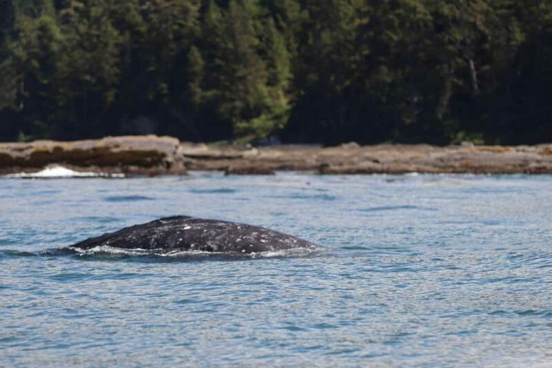 Tofino: Whale Watching Tour with Nature Guide - Practical Details and Value