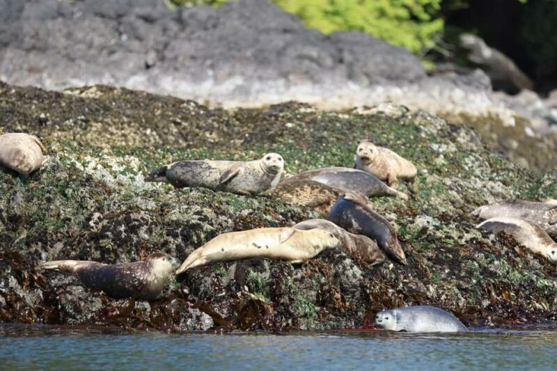 Tofino: Whale Watching Tour with Nature Guide - Reviews and Authentic Feedback