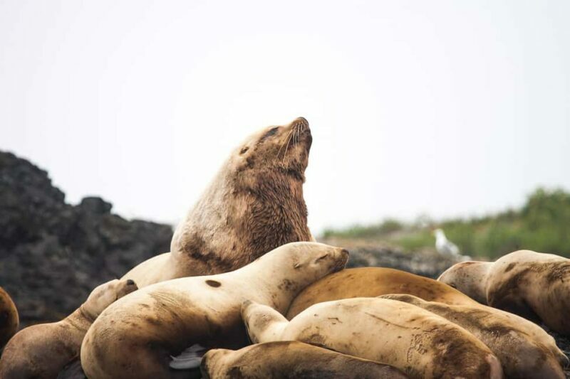 Tofino: Whale Watching Tour with Nature Guide - Who Will Love This Tour?