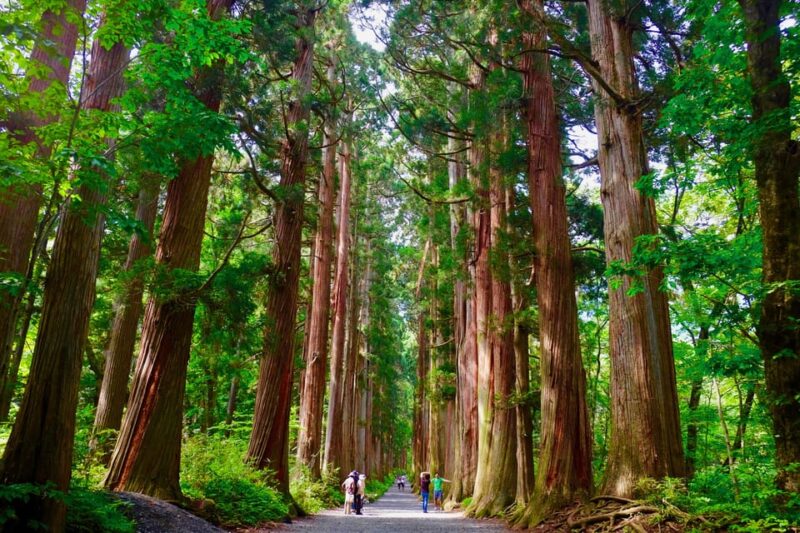 Togakushi Shrine Hiking Trails Tour With Soba in Nagano - Itinerary Highlights