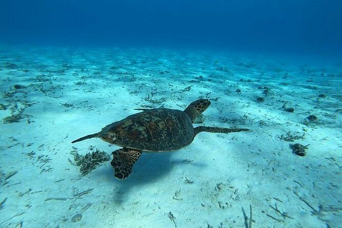 Tohora Bora Bora Snorkeling Lagoon Tours - Discovering Bora Bora’s Underwater World