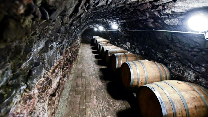 Tokaj: Vineyard Tour & Tasting - Winery Visit