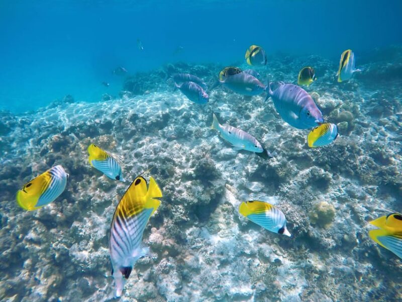 Tokashiki 1 Day 1 Beach (Or 2 Beach With Snorkeling Option) - Itinerary and Schedule