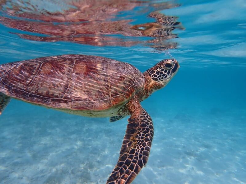 Tokashiki 1 Day 1 Beach (Or 2 Beach With Snorkeling Option) - Included Services