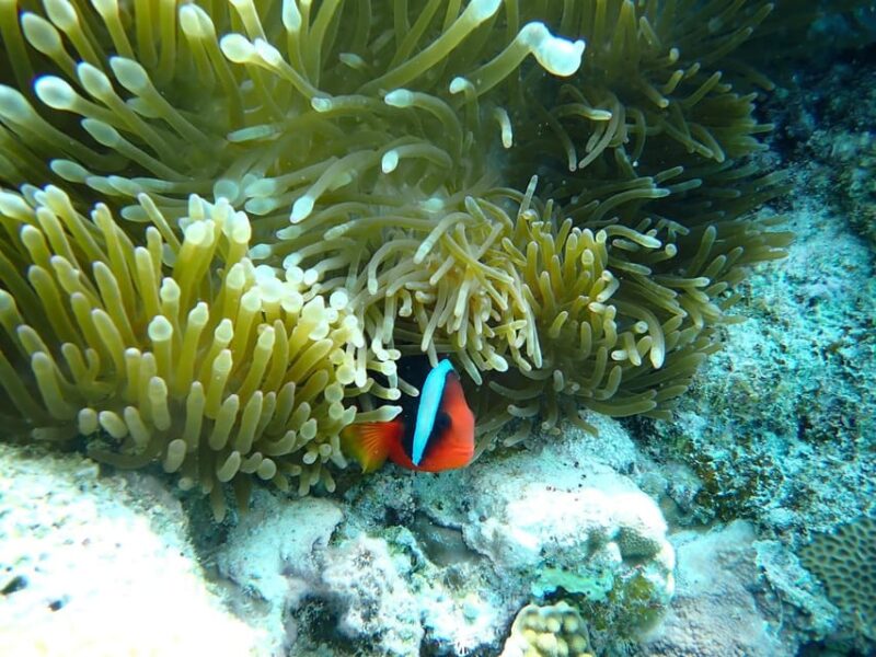 Tokashiki 1 Day 1 Beach (Or 2 Beach With Snorkeling Option) - Participant Restrictions and Recommendations