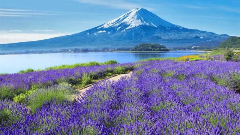 Tokyo 6 Top Spots: Yamanakako, Oshino Hakkai, Oishi Park - An In-Depth Look at the Tour Itinerary and Attractions