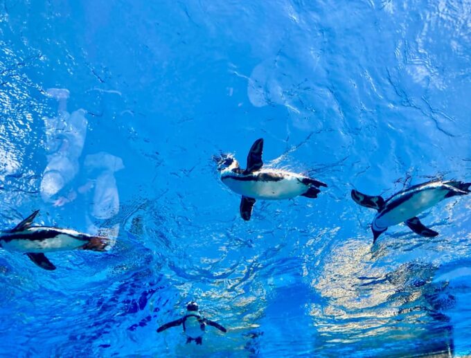 Tokyo : Aquarium Backyard Tour and Tokyo View Observatory - FAQ