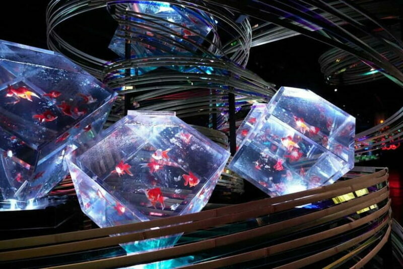 Tokyo: Art Aquarium Museum GINZA Entry Ticket - The Experience at a Glance