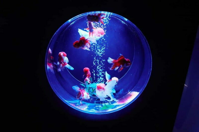 Tokyo: Art Aquarium Museum GINZA Entry Ticket - Seasonal Changes and Artistic Variations