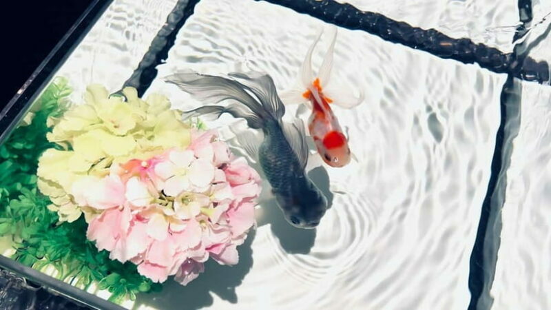Tokyo: Art Aquarium Museum GINZA Entry Ticket - Who Will Appreciate This Tour Most?