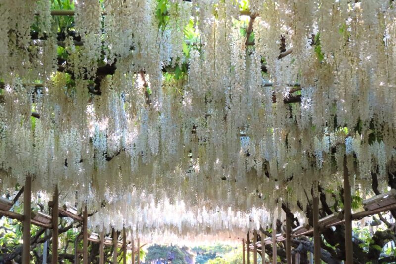 Tokyo: Ashikaga Flower Park With Entry Ticket - Capture Floral Backdrops