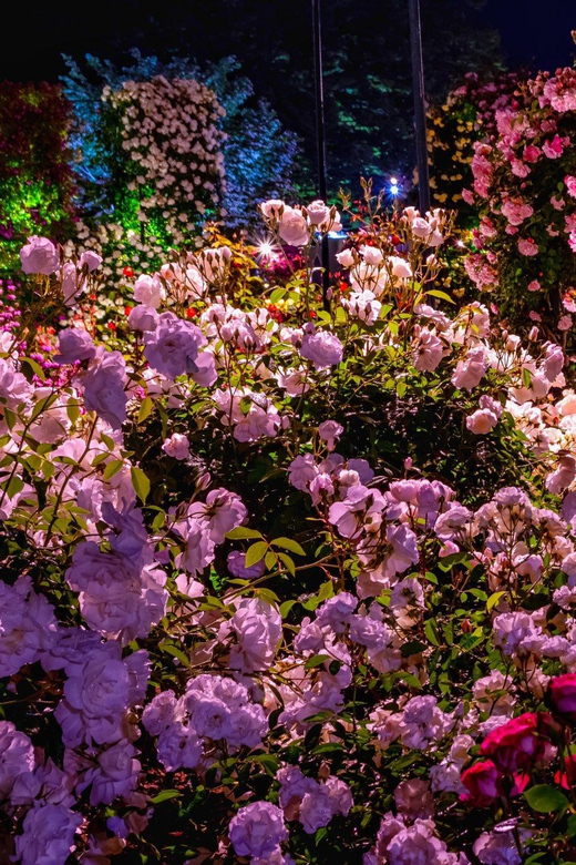 Tokyo: Ashikaga Flower Park With Entry Ticket - Stroll Peaceful Park Pathways