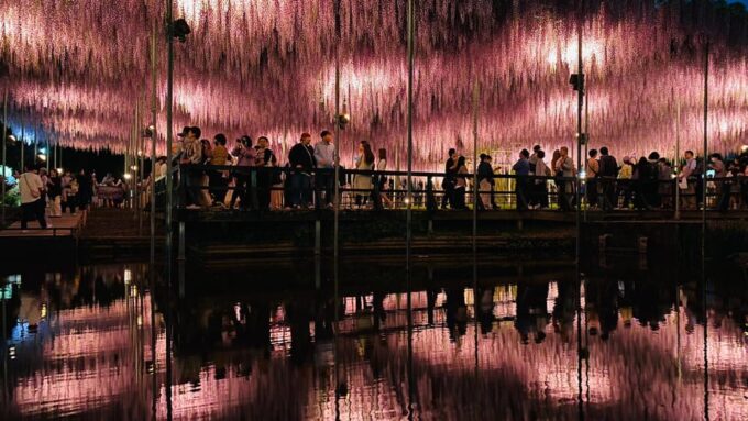 Tokyo: Ashikaga Flower Park With Entry Ticket - Duration and Availability