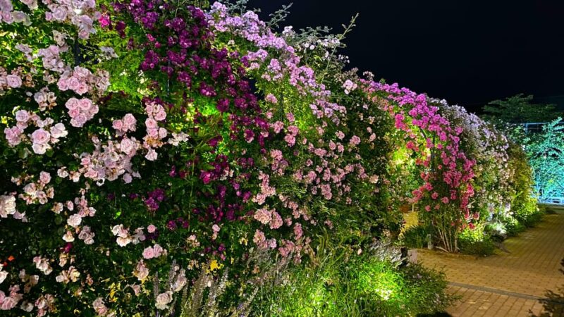 Tokyo: Ashikaga Flower Park With Entry Ticket - Pickup and Drop-off Locations
