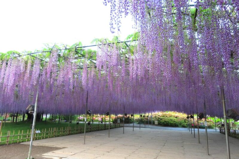 Tokyo: Ashikaga Flower Park With Entry Ticket - Winter Illumination Experience