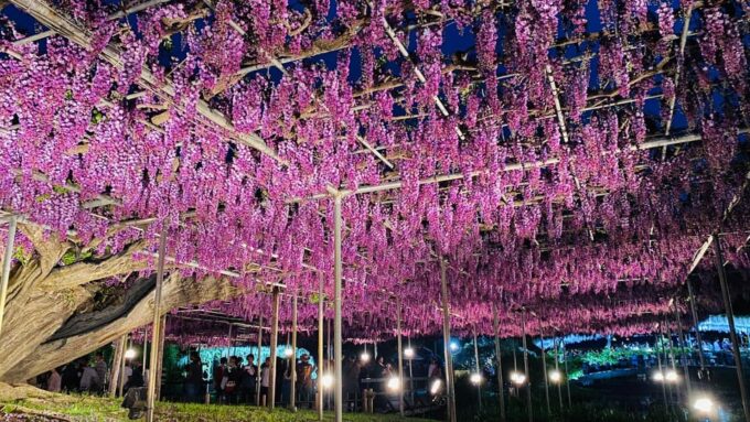 Tokyo: Ashikaga Flower Park With Entry Ticket - Transportation and Return Ticket