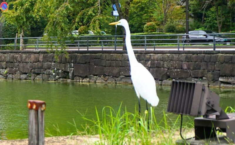 Tokyo Castle: Imperial Palace, Shogun & Garden Walking Tour - Who Should Consider This Tour?