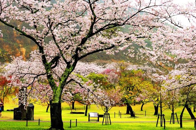 Tokyo Cherry Blossom, Hot Spring, and Strawberry Picking Tour - Rejuvenating at the Hot Spring
