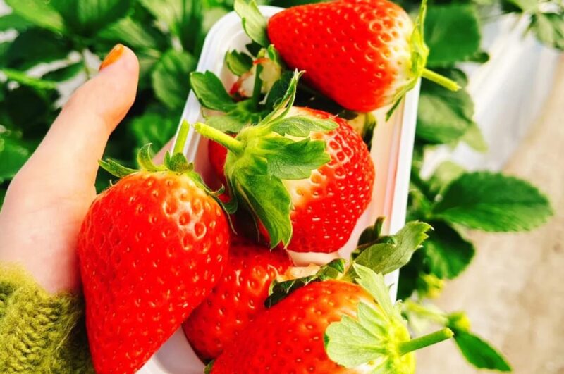 Tokyo: Cherry Blossom, Hot Spring, & Strawberry Picking Tour - Itinerary Highlights