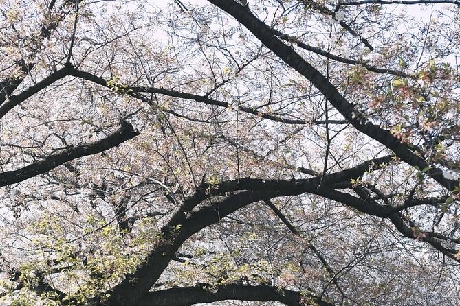 Tokyo City 1-Day Private Tour With Bilingual Driver - Lowest Price Guarantee Policy