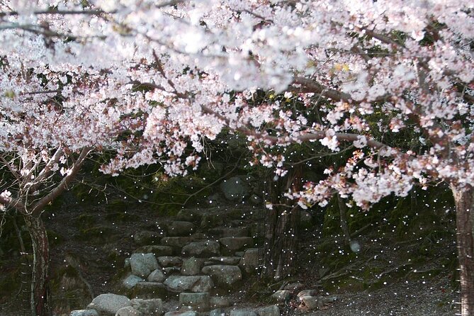 Tokyo City Cherry Blossom Private Sightseeing Tour - Additional Costs