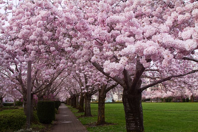 Tokyo City Cherry Blossom Private Sightseeing Tour - Meeting and Pickup