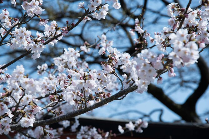 Tokyo City Cherry Blossom Private Sightseeing Tour - Participant Information