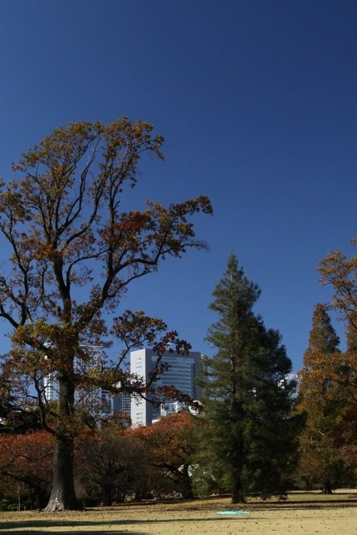Tokyo City Half-Day Cruising: Door-to-Door Transfer Service - Door-to-Door Pickup Transfer