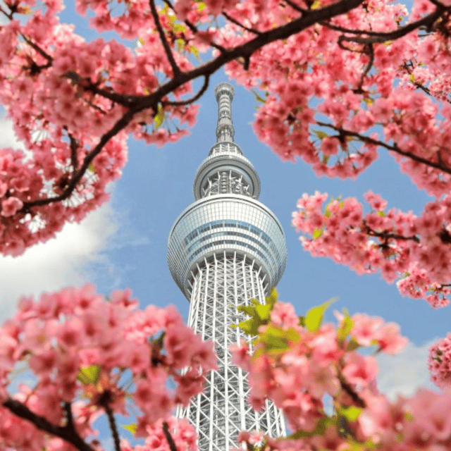 Tokyo: Full Day Tokyo City Private Tour Must Seeing Places - Meiji Shrine Serenity
