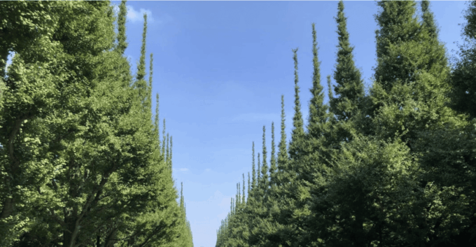 Tokyo: Gaienmae Ginkgo Avenue Walk and Vegan Dinner Tour - Frequently Asked Questions