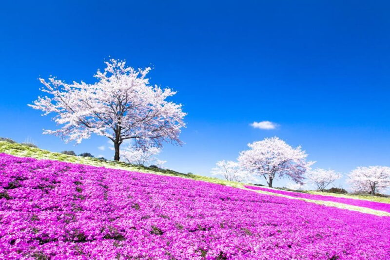 Tokyo: German Village Lighting and Farm Experience - Family-Friendly Attractions