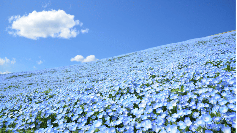 Tokyo: Hitachi Seaside Park & Aquaworld Oarai Aquarium Tour - Key Points