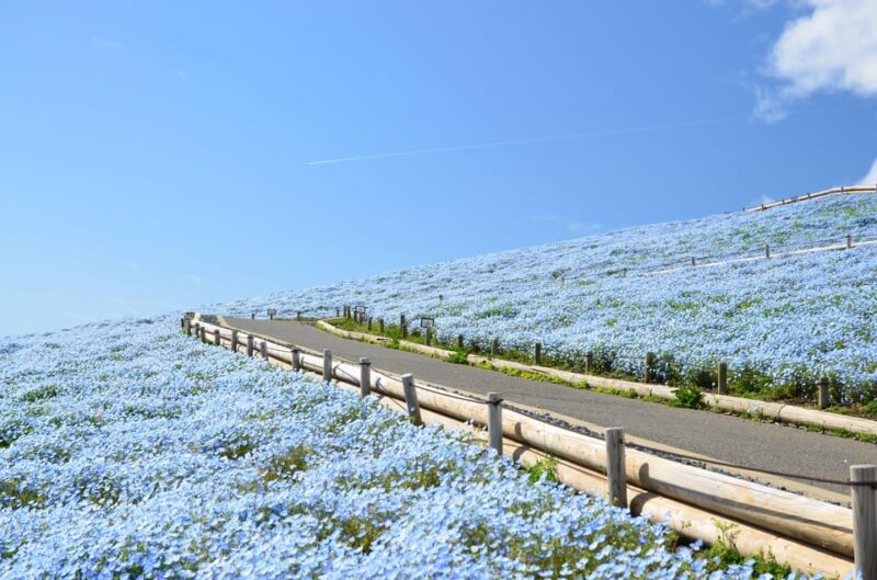 Tokyo: Hitachi Seaside Park & Aquaworld Oarai Aquarium Tour - Itinerary and Locations