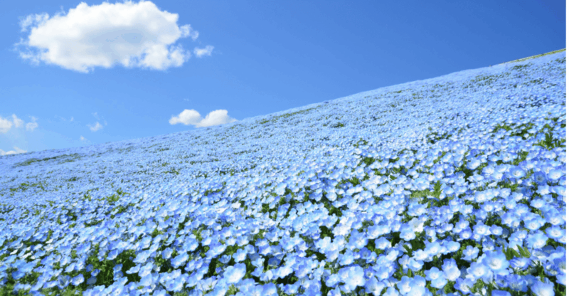 Tokyo: Hitachi Seaside Park & Aquaworld Oarai Aquarium Tour - Highlights of Hitachi Seaside Park