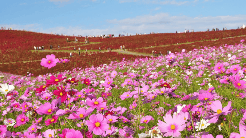 Tokyo: Hitachi Seaside Park & Aquaworld Oarai Aquarium Tour - Transportation and Inclusions