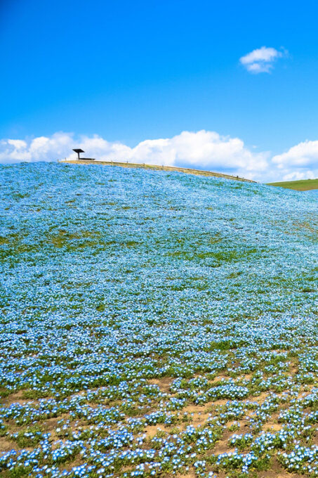 Tokyo: Hitachi Seaside Park & Aquaworld Oarai Aquarium Tour - Exploring Hitachi Seaside Park