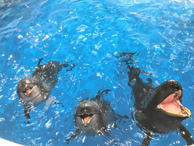 Tokyo: Hitachi Seaside Park & Aquaworld Oarai Aquarium Tour - Discovering Aqua World Ibaraki