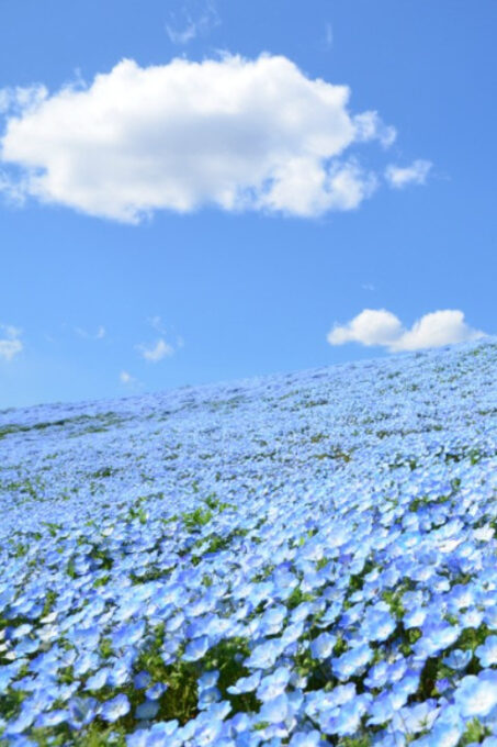 Tokyo: Hitachi Seaside Park & Aquaworld Oarai Aquarium Tour - Planning Your Tokyo Adventure